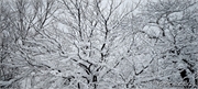 snow_2