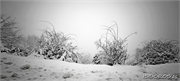 snow_20