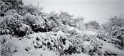 snow_4