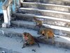 monkey-myanmar (7)