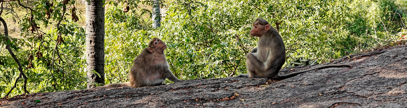 Monkeys
