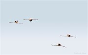 _DSF3940